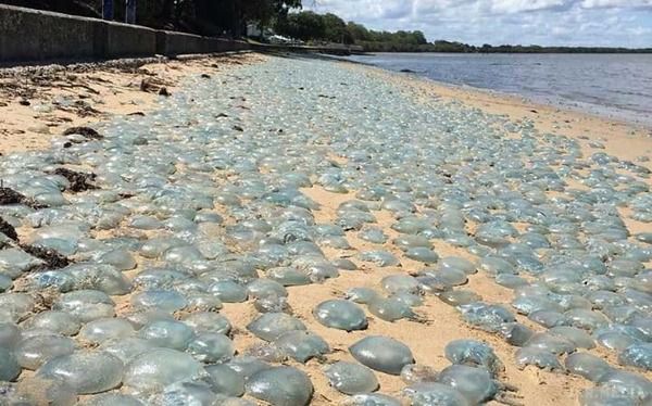 Австралійський пляж заполонили тисячі медуз. Хвилі винесли на австралійське узбережжя тисячі блакитних медуз.