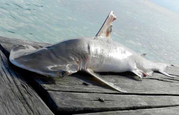 У Карибському морі знайдено новий вид акули (ФОТО). Зоологи виявили новий вид акули