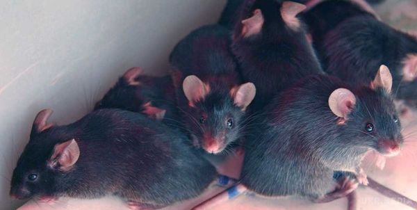Омолодження з летальним результатом. Використовуючи її, вченим вдалося "омолодити" не окремі клітини і культури, а окремо взятих мишей цілком.