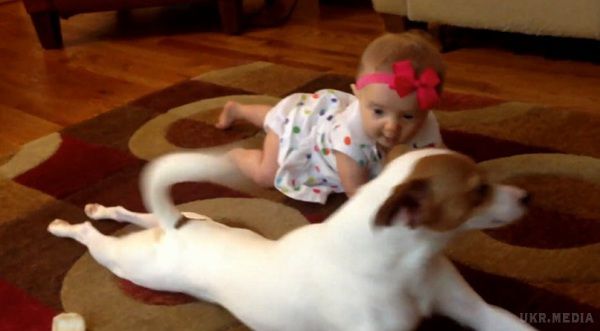 Як дуже відповідальний пес вчить дитину повзати. Собака вміє не тільки гратисяз дітьми, а й навчити їх чомусь корисному