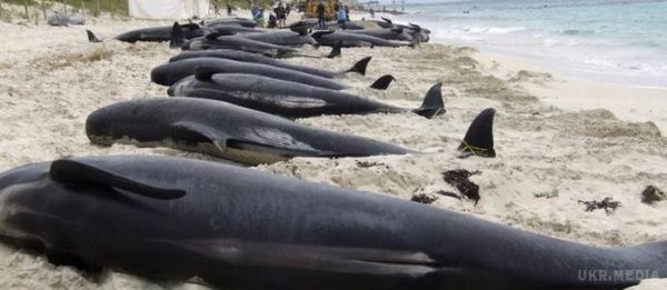 Сонячні бурі зводять з розуму китів і дельфінів. Експерти вже давно б'ються над причиною загадкової загибелі китів і дельфінів, які масово викидаються на берег. 