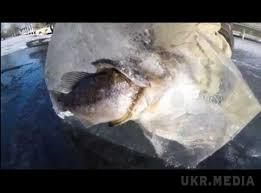 У США лід "зафіксував" дуже цікавий випадок(відео). На озері Вавасі, яке розташоване на півночі американського штату Індіана, рибалки знайшли вмерзлу в лід щуку з наполовину проковтнутим окунем, 