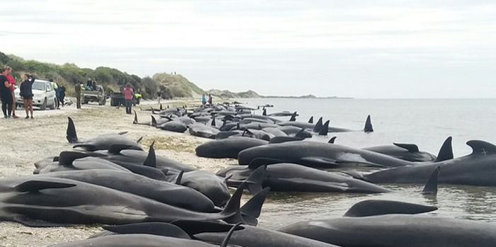 У Новій Зеландії сотні китів викинулися на берег (ВІДЕО). На берег Південного острова Нової Зеландії викинулися понад 400 китів. Майже три сотні ссавців загинули внаслідок цього.