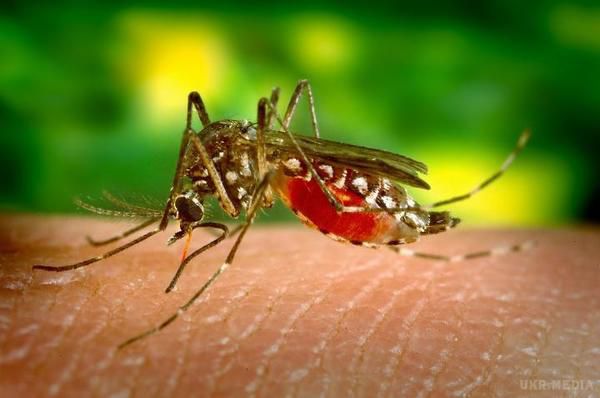 Учені дослідили, яка кров приваблює комарів. Як виявилося, комарів більше привертає кров, яка заражена інфекцією, ніж кров здорових людей. 