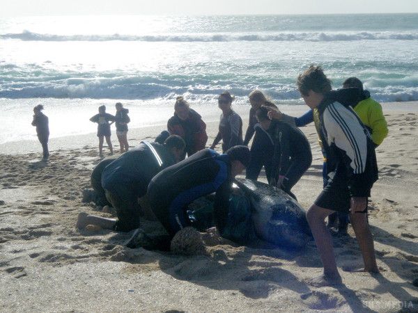 У Новій Зеландії на берег викинулися ще 200 китів. Волонтери намагаються надати допомогу тваринам.