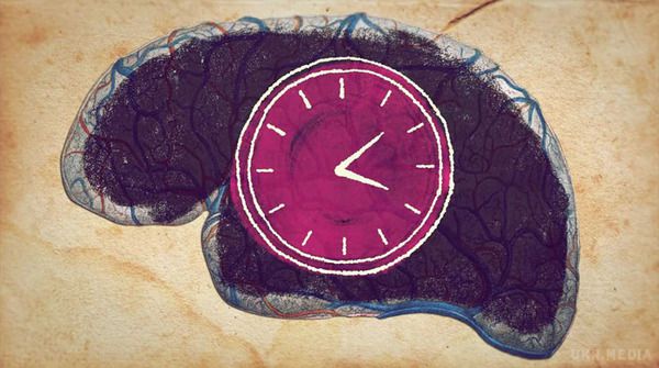 Як працює біологічний годинник?. Вміння відчувати час допомагає нам робити абсолютно все, починаючи з пробудження і закінчуючи відходом до сну. 