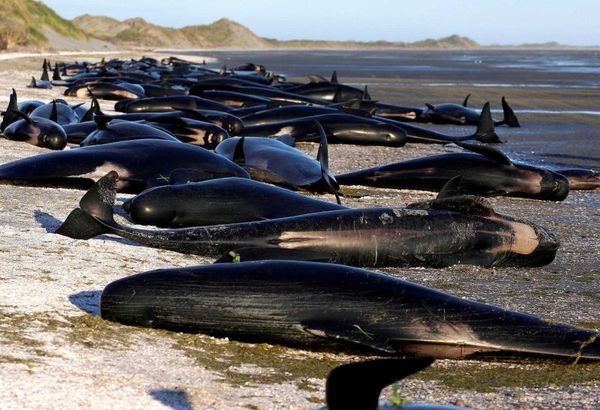 У Новій Зеландії вибухають мертві дельфіни. Трагедія, яка сталася в Новій Зеландії сколихнула весь світ.