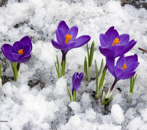 18 лютого в Україну прийде весна. З суботи розпочнеться відчутне потепління. Тобто вдень буде плюсова температура.