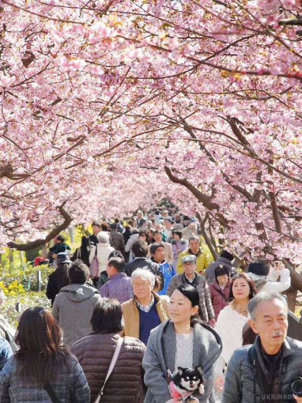  В Японії розквітла сакура (фото). Цього року весна в Країну сонця, що сходить, прийшла раніше на цілий місяць.