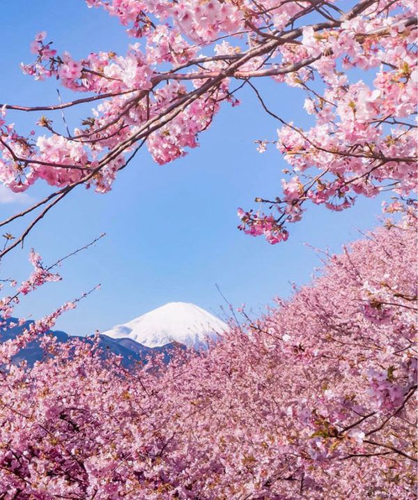  В Японії розквітла сакура (фото). Цього року весна в Країну сонця, що сходить, прийшла раніше на цілий місяць.