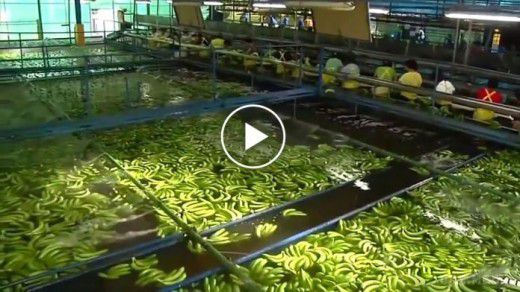 Ось як банани потрапляють з плантацій на полиці супермаркетів! Ось, що ви споживаєте щодня! (фото, відео). Подивіться на це, перш ніж купити банани!