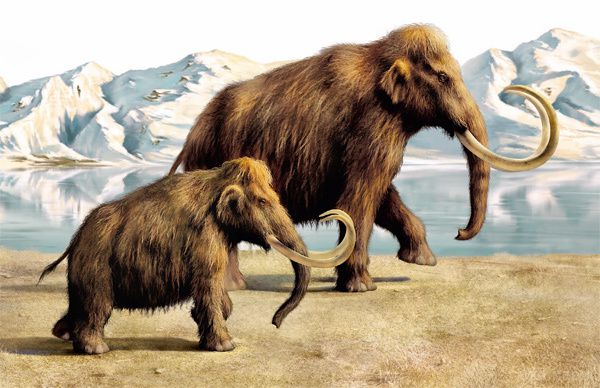 Вчені назвали причину загибелі мамонтів. Вчені з'ясували дивовижний факт про мамонтах.
