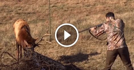 Цей хлопець направив рушницю на оленя. У те, що сталося далі, неможливо повірити!(відео). Сьогодні полювання з життєвої необхідності перетворилася на хобі і навіть свого роду спорт.