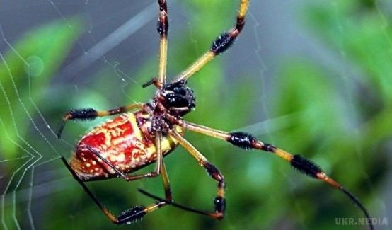 Здібності павуків зроблять прорив у медицині. Павуки вміють вирощувати штучну шкіру.