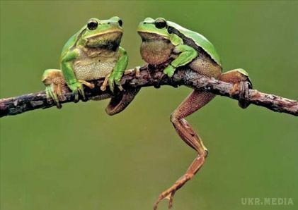 У жаб виявили нові унікальні можливості. Вчені зробили дивовижне відкриття про зір жаб. У них виявили унікальну можливість розрізняти кольори у повній темряві.