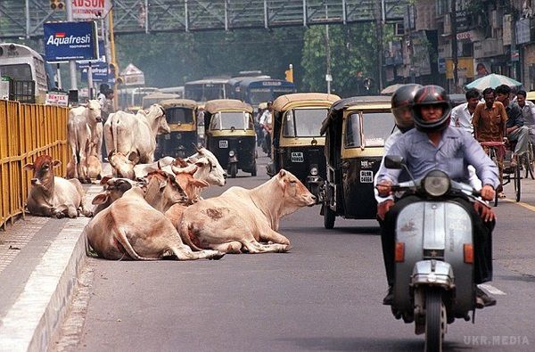 Як Індія стала лідером з експорту яловичини? Корова ж священна!. Індія - одна з лідерів з експорту яловичини. У 2013 році вона обігнала Бразилію, посівши перше місце в світі. Як же це можливо в індуїстській країні, релігія в якій шанує корову як бога?