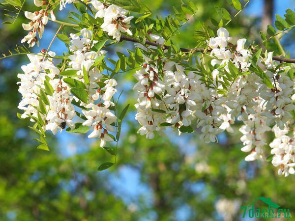 Корисні поради. 10 видів варення, яке можна зварити весною. Якщо розібратися, варення і справді годиться все, що росте, цвіте і пахне.
