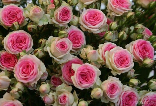 Напередодні 8 Березня: найбільш дорогі і розкішні квіти (Фото). Найдорожчі квіти - недовговічний подарунок, але пам'ятати про нього будуть вже точно довго.