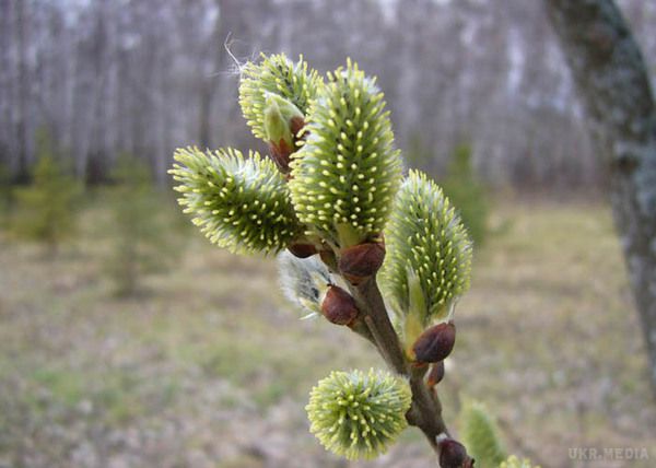 Змови і прикмети 5 березня. 5 березня за народним календарем: Лев Катанский, катальщіков, катання з гір, Корнелій-катальщіков.