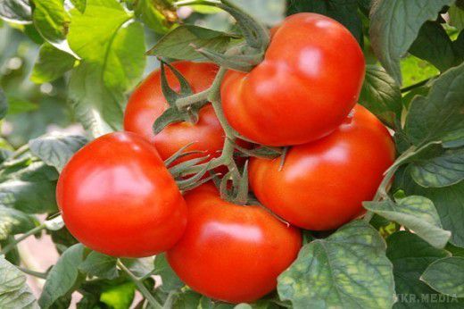 На сухарях мої помідори ростуть як божевільні. Хочу розповісти про те, як я простим способом змогла підвищити врожайність своїх помідорів.