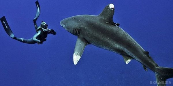 Вчені зробили сенсаційну заяву про походження людини. Вчені заявили, що людина пішла від акули.