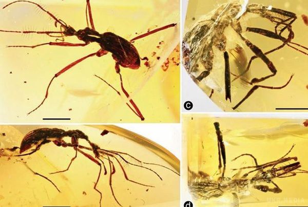 В шматку бурштину знайшли "законсервованою" стародавню гігантську комаху. У Китаї в шматку бурштину знайшли комаху, якій понад 100 мільйонів років.