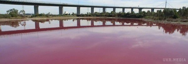В Австралії озеро забарвилося в рожевий колір. Вода в солоному озері у Мельбурні (Австралія) забарвилася в рожевий колір через вплив сонячного світла, високі температури і низький рівень опадів.
