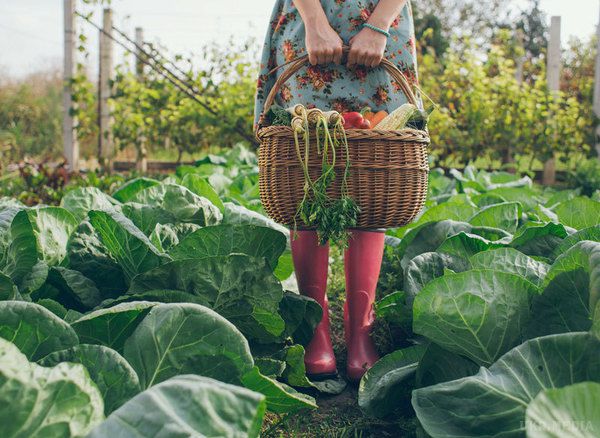 Простий секрет для підвищення врожайності в саду і городі. Хочемо поділитися з вами одним маленьким секретом підвищення врожайності.