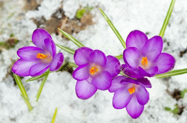  Прогноз погоди в Україні на сьогодні 12 березня 2017: місцями очікується дощ з мокрим снігом. По всій Україні синоптики обіцяють без опадів, місцями дощ з мокрим снігом.