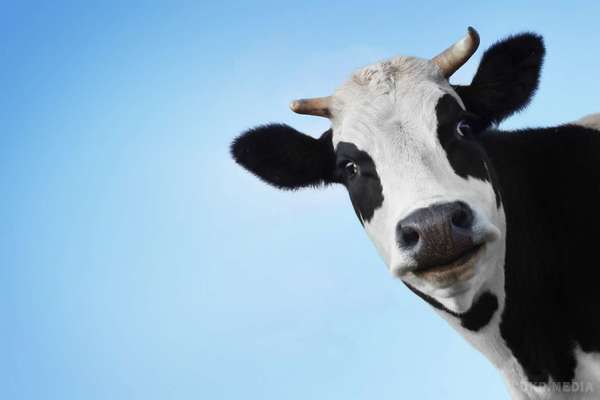 Дивовижне "відкриття" британських вчених. Корови, до яких звертаються як до особистостей і дають клички, дають набагато більше молока