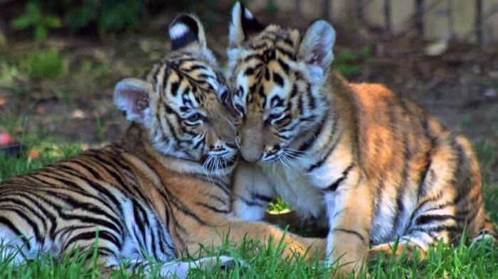 Собака стала матір'ю для трьох тигренят (відео). У зоопарку Цинциннаті шестирічна австралійська вівчарка на ім'я Блейклі стала "прийомною мамою" для трьох рідкісних малайських тигренят,
