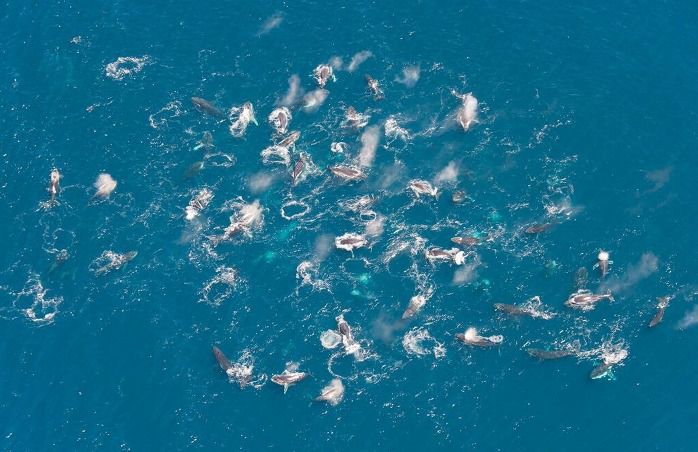 Загадкова поведінка горбатих китів поставила вчених у глухий кут. Горбаті кити почали збиратися у великі групи за 200 особин.