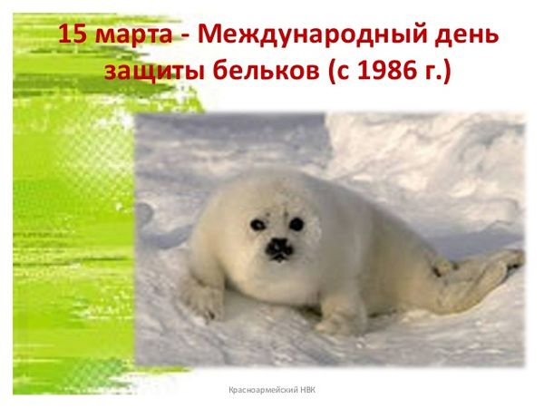 15 березня Міжнародний день захисту бельков. Бельки – дитинчата гренландського тюленя.
