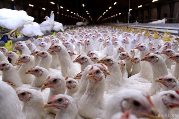 ЄС і ряд країн Азії заборонила ввезення птиці з України через високопатогенного грипу. Нагадаємо, що в грудні 2016 року ЄС вже забороняв імпорт українського м'яса птиці з-за спалаху грипу. 