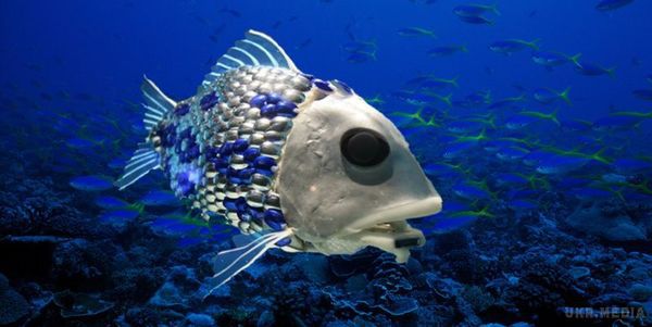 Вчені зробили несподіване відкриття про риб. Вчені побачили, як еволюція штовхає риб до берега.