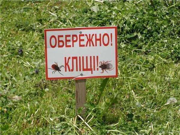  Обережно! Жителів Києва стали атакувати інфіковані кліщі. Киянам розповіли, як вберегтися від комах-паразитів.