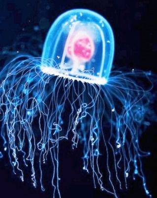 На дні океану вчені знайшли безсмертна істота. Океанологи виявили медузу, здатну жити вічно.