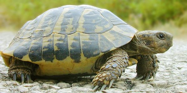 Померла черепаха Скарбничка, з шлунка якої витягли 5 кілограмів монет. У Таїланді померла черепаха, яка проковтнула в басейні 915 монет.