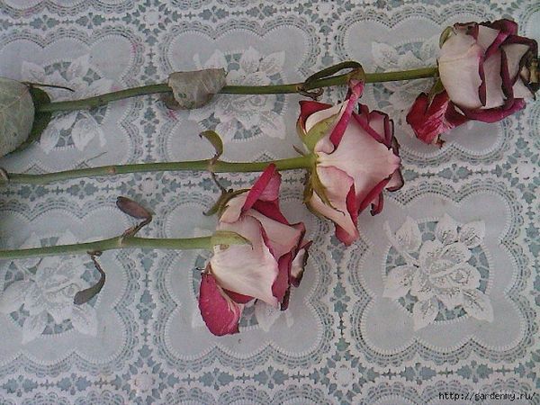 Супер-засіб «трійчатка» для пророщування троянд! Вийшло! Подаровані мені троянди вкоренилися і знову цвітуть. Хочете посадити троянду з подарованого букета? Є перевірений часом народний спосіб. 