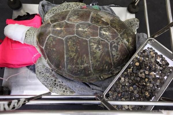 Черепаха, у шлунку якої знайшли 5 кілограмів монет, померла. Черепаха-скарбничка померла через забавки туристів
