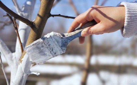Фахівці розповіли, коли та як слід білити дерева. Навесні в українських господарів є традиція білити дерева. 