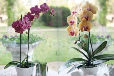 Як обрізати орхідею після цвітіння в домашніх умовах?. Орхідея, це досить гарна квітка, яка цвіте до того ж досить тривалий час, тобто практично до півроку. Саме стільки цілком реально насолоджуватися її цвітінням. 