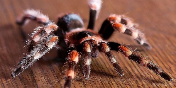 Неймовірно! Павуки можуть з'їсти все людство всього за рік. Вчені прийшли до висновку. що павуки теоретично можуть з'їсти всіх людей на Землі всього за 1 календарний рік.