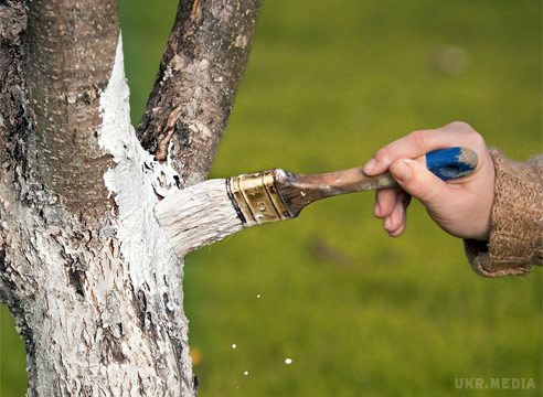 У Києві заборонили білити дерева і бордюри. Столична влада заборонила білити вапном дерева та бордюри, як це робили від радянських часів донедавна.  