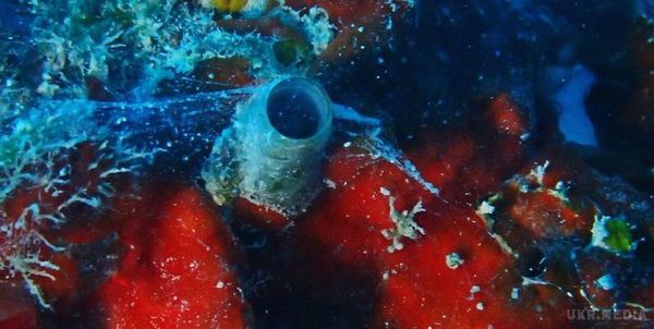 Вчені виявили в океані унікальну істоту (відео). На дні океану океанологи виявили унікальну равлика-хижачку.