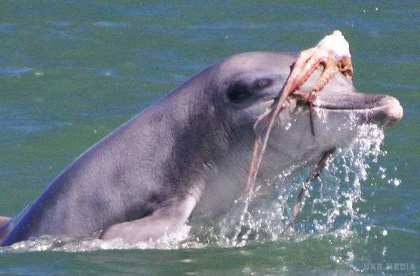 Вчені зробили грандіозне відкриття про дельфінів. Вчені дізналися, як дельфіни готують страву з смертельно небезпечних восьминогів.
