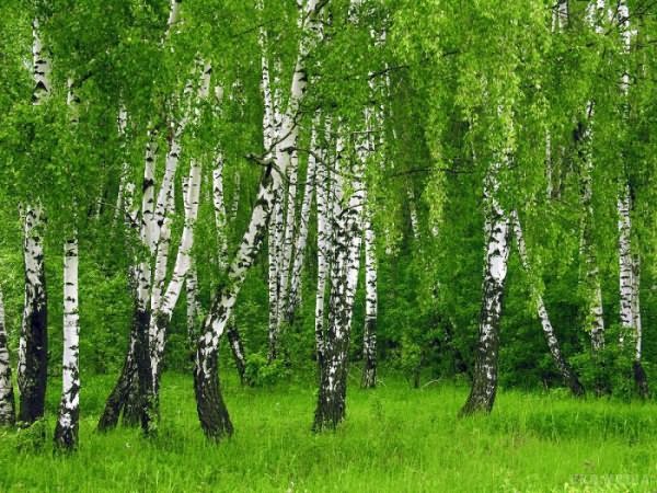 Народні прикмети: 11 квітня 2017. 11 квітня шанували саме улюблене в народі дерево — березу. Дізнайтеся, які народні прикмети були пов'язані з цим деревом у наших предків.