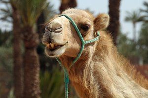 Відеохіт: ненажерливий верблюд об'їв туристок у Техасі. Тварина просунула голову у відкрите вікно машини і жувала паперовий пакет з їжею
