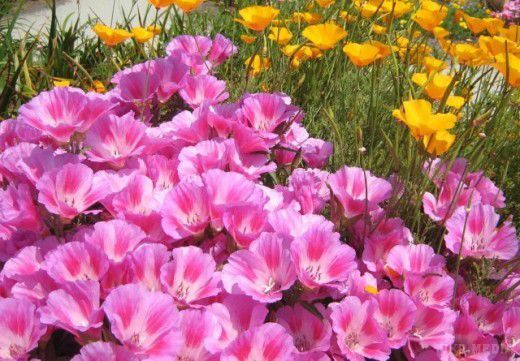 10 однорічників, які варто посіяти в квітні (фото). Посів квітів у квітні здійснюють прямо в грунт, що звільняє квітникаря від зайвих клопотів, а квіти – від пересадочного стресу.