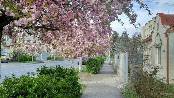 Заворожуюча краса: в Ужгороді розквітла сакура (фото). Ужгород милується ніжним цвітінням сакури.
